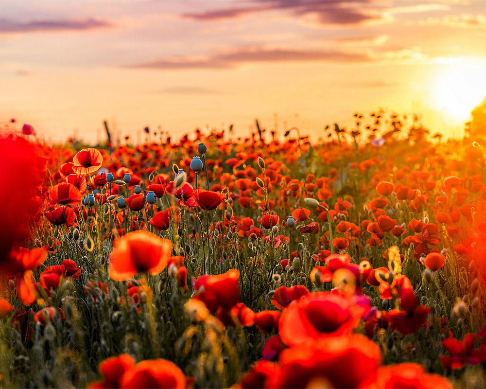 Flowers in Red