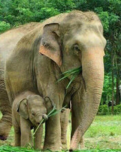 Load image into Gallery viewer, Diamond Painting | Diamond Painting - Elephant and Newborn | animals Diamond Painting Animals elephants | FiguredArt