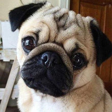 Load image into Gallery viewer, Diamond Painting | Diamond Painting - Cute Pug | animals Diamond Painting Animals | FiguredArt