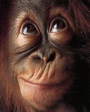 Load image into Gallery viewer, Diamond Painting | Diamond Painting - Little Monkey | animals Diamond Painting Animals monkeys | FiguredArt