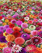 Load image into Gallery viewer, Diamond Painting | Diamond Painting - Flower Field | Diamond Painting Flowers flowers | FiguredArt