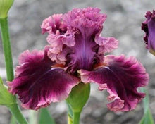 Load image into Gallery viewer, Diamond Painting | Diamond Painting - Iris Flower | Diamond Painting Flowers flowers | FiguredArt