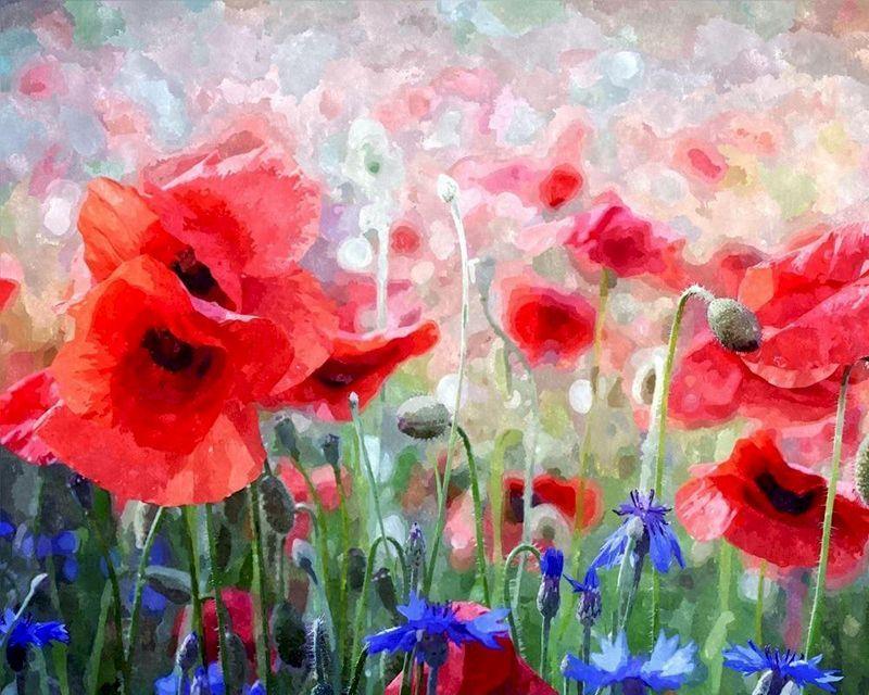 paint by numbers | poppies and blue flowers | new arrivals flowers intermediate | FiguredArt