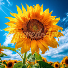 Load image into Gallery viewer, Mini Diamond Painting 25x25cm - Sun-Kissed Sunflower Figured&#39;Art UK