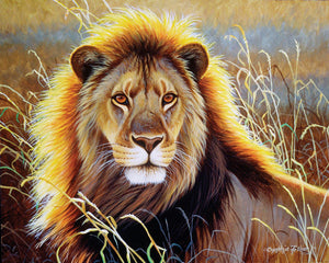 Paint by numbers | Lion in the savannah | animals intermediate lions new arrivals | Figured'Art