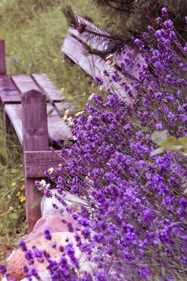paint by numbers | Beautiful Lilac | advanced flowers | FiguredArt