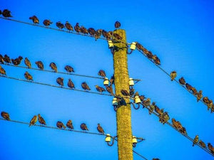 paint by numbers | Birds on Pole | animals birds intermediate | FiguredArt