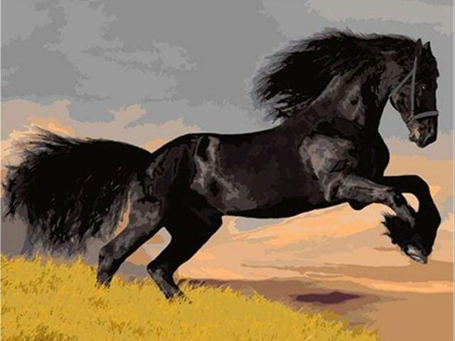 paint by numbers | Black Stallion | animals easy horses | FiguredArt