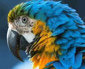 paint by numbers | Blue and Yellow Macaw | animals birds intermediate | FiguredArt