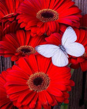 Load image into Gallery viewer, paint by numbers | Butterfly and Red Flowers | easy flowers | FiguredArt