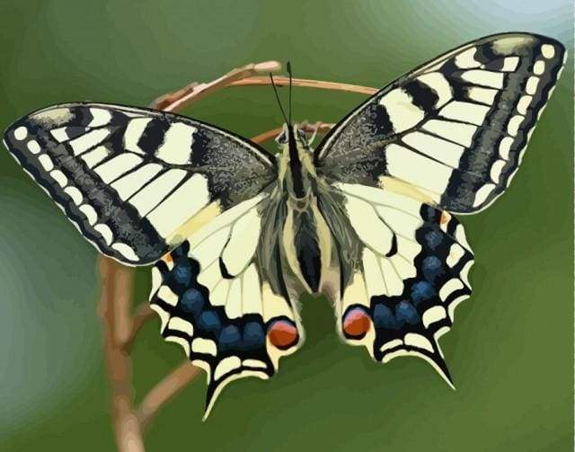paint by numbers | Butterfly Wings | animals butterflies intermediate | FiguredArt