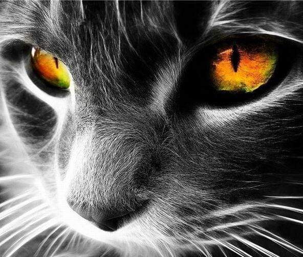paint by numbers | Cat Eyes | advanced animals cats | FiguredArt