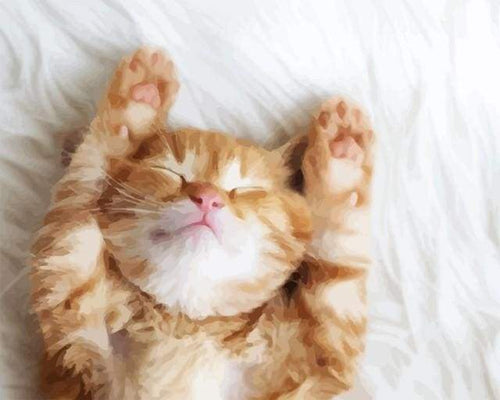 paint by numbers | Cat Nap | animals cats intermediate | FiguredArt