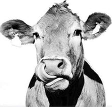 Load image into Gallery viewer, paint by numbers | Cow Black and White | advanced animals cows | FiguredArt