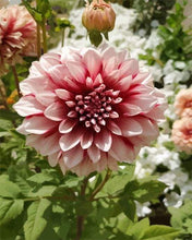 Load image into Gallery viewer, paint by numbers | Dahlia Flower | advanced flowers | FiguredArt