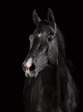 Load image into Gallery viewer, paint by numbers | Dark Horse | animals easy horses | FiguredArt