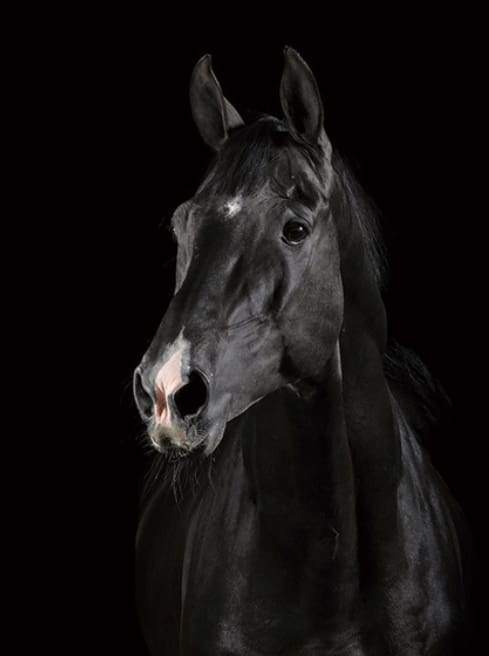 paint by numbers | Dark Horse | animals easy horses | FiguredArt