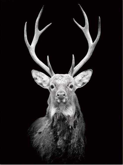 paint by numbers | Deer Retro | advanced animals deer | FiguredArt