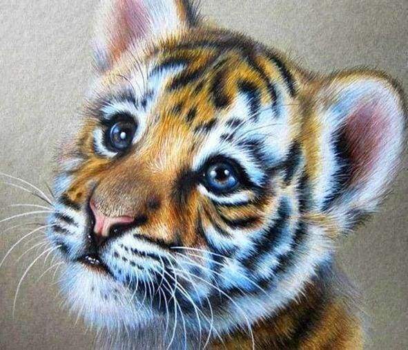 pencil drawings of baby tigers