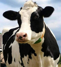 Load image into Gallery viewer, Diamond Painting | Diamond Painting - Beautiful Cow | animals cows Diamond Painting Animals | FiguredArt