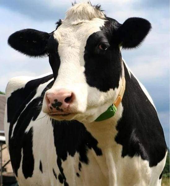 Diamond Painting | Diamond Painting - Beautiful Cow | animals cows Diamond Painting Animals | FiguredArt