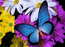 Load image into Gallery viewer, Diamond Painting | Diamond Painting - Blue Butterfly and Flowers | animals butterflies Diamond Painting Animals flowers | FiguredArt