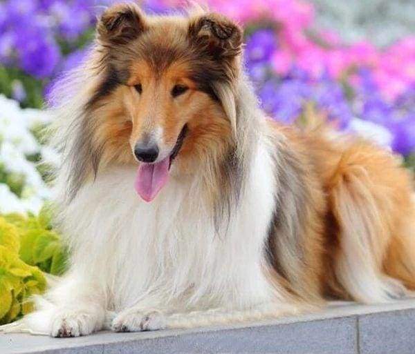 Diamond Painting | Diamond Painting - Collie | animals Diamond Painting Animals | FiguredArt