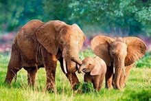 Load image into Gallery viewer, Diamond Painting | Diamond Painting - Elephants Family | animals Diamond Painting Animals elephants | FiguredArt