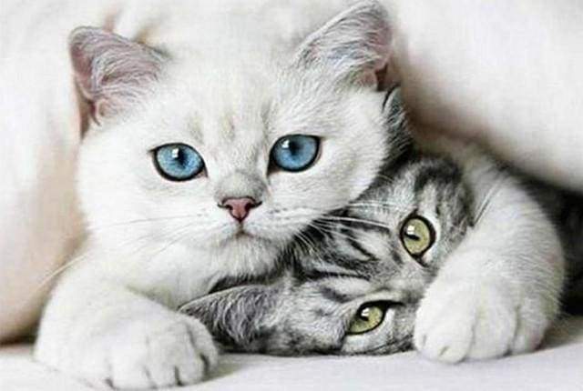 Diamond Painting | Diamond Painting - Friends Cats | animals cats Diamond Painting Animals | FiguredArt