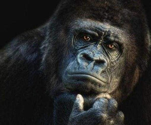 Diamond Painting | Diamond Painting - Gorilla | animals Diamond Painting Animals monkeys | FiguredArt
