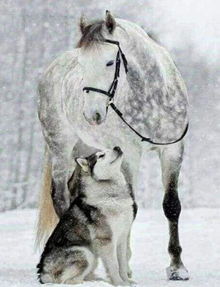 Diamond Painting | Diamond Painting - Horse & Wolf in the Snow | animals Diamond Painting Animals horses rabbits winter | FiguredArt