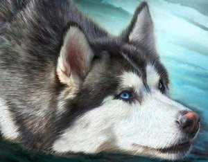 Diamond Painting | Diamond Painting - Husky with blue eyes | animals Diamond Painting Animals | FiguredArt