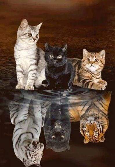 Diamond Painting | Diamond Painting - Kitten Reflection | animals cats Diamond Painting Animals | FiguredArt