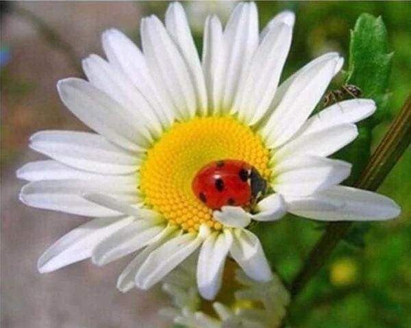 Diamond Painting | Diamond Painting - Ladybird and Marguerite | animals Diamond Painting Animals Diamond Painting Flowers flowers |