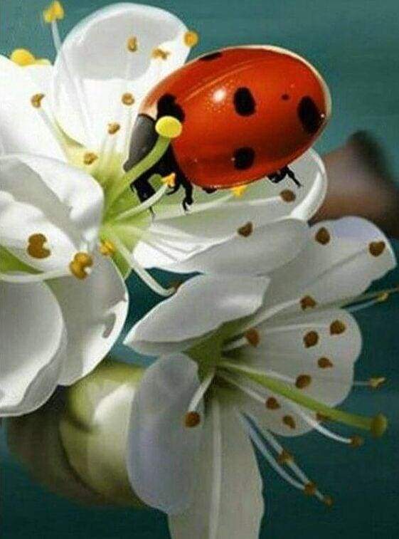 Diamond Painting Ladybug and Flowers Figured Art