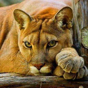 Diamond Painting | Diamond Painting - Lioness | animals Diamond Painting Animals lions | FiguredArt