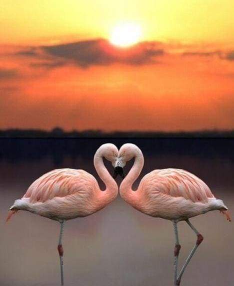 Diamond Painting | Diamond Painting - Love Flamingos | animals Diamond Painting Animals flamingos | FiguredArt