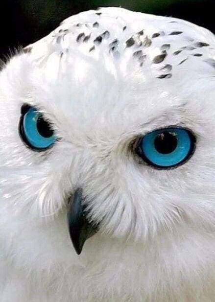 Diamond Painting | Diamond Painting - Owl with Blue Eyes | animals Diamond Painting Animals | FiguredArt