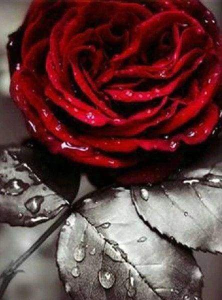 Diamond Painting | Diamond Painting - Red Rose | Diamond Painting Flowers flowers | FiguredArt