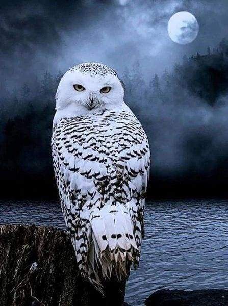Diamond Painting | Diamond Painting - White Owl | animals Diamond Painting Animals owls | FiguredArt