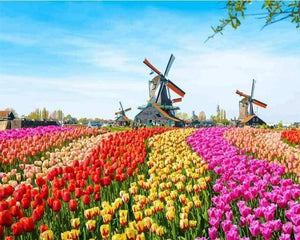 paint by numbers | Dutch Windmill Flowers | advanced flowers landscapes | FiguredArt