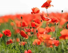 Load image into Gallery viewer, paint by numbers | Field of Red Poppies | advanced flowers landscapes | FiguredArt