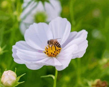 Load image into Gallery viewer, paint by numbers | Flower Bees | flowers intermediate | FiguredArt
