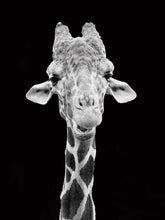Load image into Gallery viewer, paint by numbers | Giraffe Black And White Portrait | advanced animals giraffes | FiguredArt