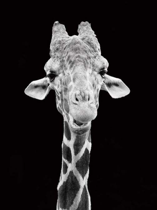 paint by numbers | Giraffe Black And White Portrait | advanced animals giraffes | FiguredArt