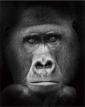 Load image into Gallery viewer, paint by numbers | Gorilla Black And White | advanced animals monkeys | FiguredArt