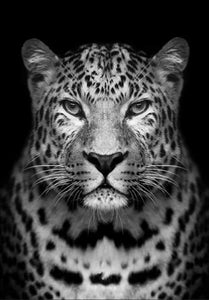 paint by numbers | Gray leopard | advanced animals leopards | FiguredArt