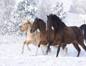 paint by numbers | Horses in the Winter snow | advanced animals horses | FiguredArt