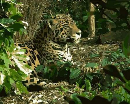 paint by numbers | Leopard 2 | advanced animals leopards new arrivals | FiguredArt