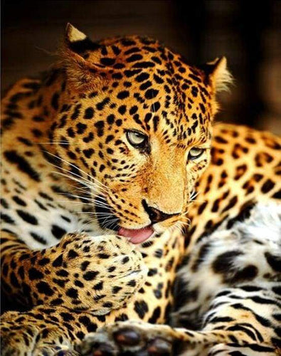 paint by numbers | Leopard | animals intermediate leopards | FiguredArt